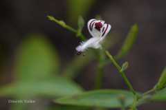 Andrographis paniculata